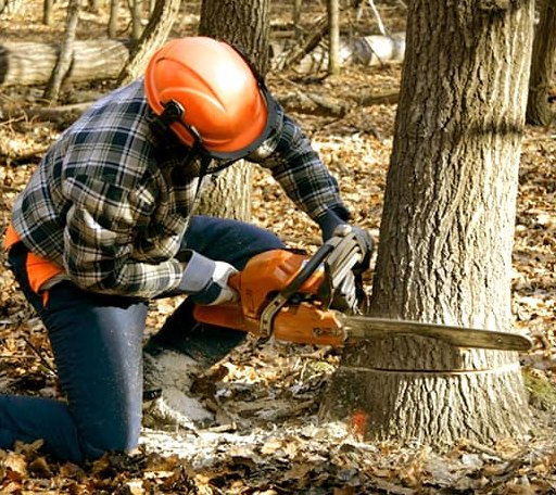 Tree Removal in Hart, MI